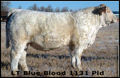 LT Blue Blood 1131 Pld
